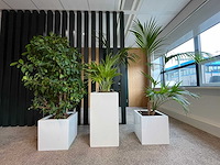 3x hydrocultuurplant in kunststof pot - afbeelding 1 van  13