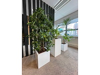 3x hydrocultuurplant in kunststof pot - afbeelding 6 van  13
