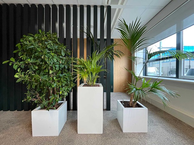 3x hydrocultuurplant in kunststof pot - afbeelding 7 van  13