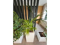 3x hydrocultuurplant in kunststof pot - afbeelding 9 van  13