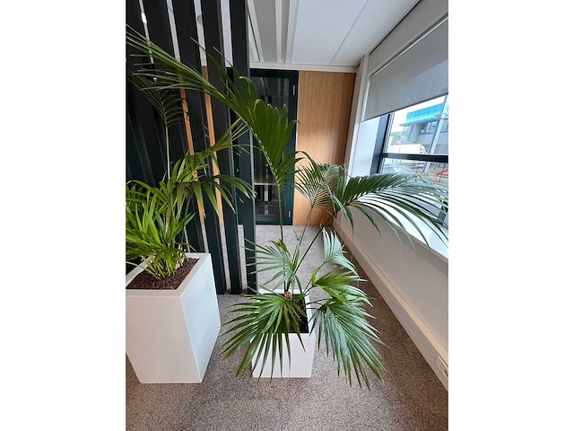 3x hydrocultuurplant in kunststof pot - afbeelding 10 van  13