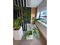 3x hydrocultuurplant in kunststof pot - afbeelding 10 van  13