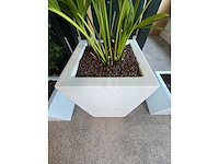 3x hydrocultuurplant in kunststof pot - afbeelding 12 van  13