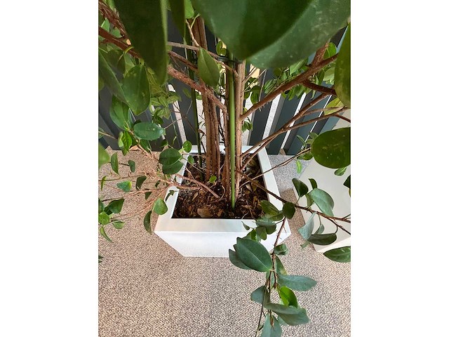 3x hydrocultuurplant in kunststof pot - afbeelding 13 van  13