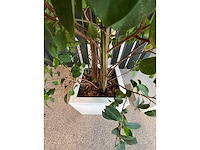 3x hydrocultuurplant in kunststof pot - afbeelding 13 van  13