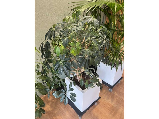 3x hydrocultuurplant in kunststof pot - afbeelding 2 van  11