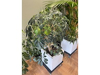 3x hydrocultuurplant in kunststof pot - afbeelding 2 van  11
