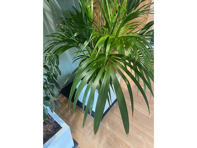 3x hydrocultuurplant in kunststof pot - afbeelding 3 van  11
