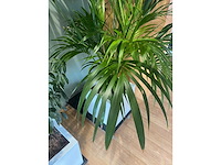 3x hydrocultuurplant in kunststof pot - afbeelding 3 van  11