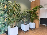 3x hydrocultuurplant in kunststof pot - afbeelding 1 van  11