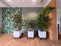 3x hydrocultuurplant in kunststof pot - afbeelding 4 van  11