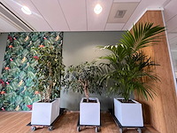 3x hydrocultuurplant in kunststof pot - afbeelding 5 van  11
