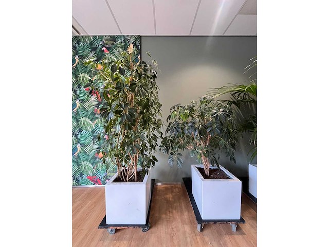 3x hydrocultuurplant in kunststof pot - afbeelding 7 van  11