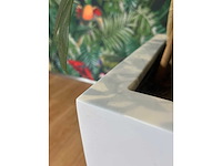 3x hydrocultuurplant in kunststof pot - afbeelding 9 van  11