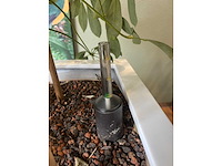 3x hydrocultuurplant in kunststof pot - afbeelding 10 van  11