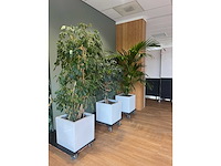 3x hydrocultuurplant in kunststof pot - afbeelding 11 van  11