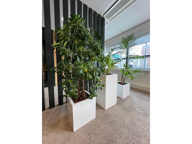 3x hydrocultuurplant in kunststof pot - afbeelding 1 van  4