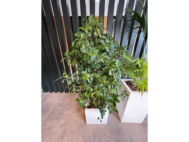 3x hydrocultuurplant in kunststof pot - afbeelding 2 van  4