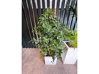 3x hydrocultuurplant in kunststof pot - afbeelding 2 van  4
