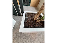 3x hydrocultuurplant in kunststof pot - afbeelding 3 van  4