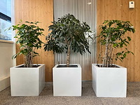 3x hydrocultuurplant in kunststof pot - afbeelding 1 van  9