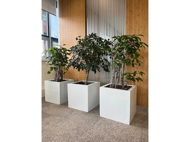 3x hydrocultuurplant in kunststof pot - afbeelding 2 van  9