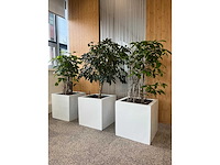 3x hydrocultuurplant in kunststof pot - afbeelding 2 van  9