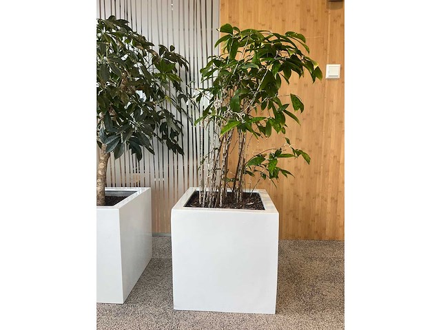 3x hydrocultuurplant in kunststof pot - afbeelding 3 van  9