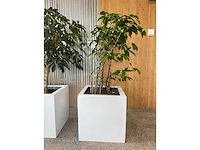 3x hydrocultuurplant in kunststof pot - afbeelding 3 van  9