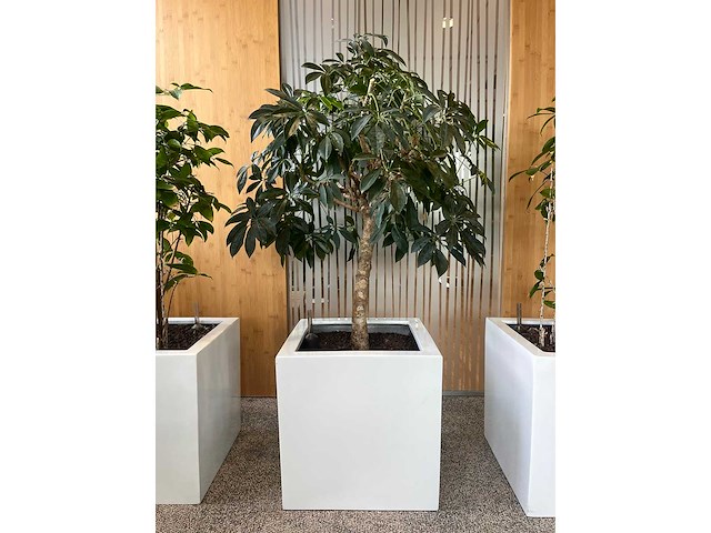 3x hydrocultuurplant in kunststof pot - afbeelding 4 van  9