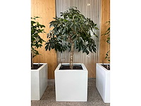 3x hydrocultuurplant in kunststof pot - afbeelding 4 van  9