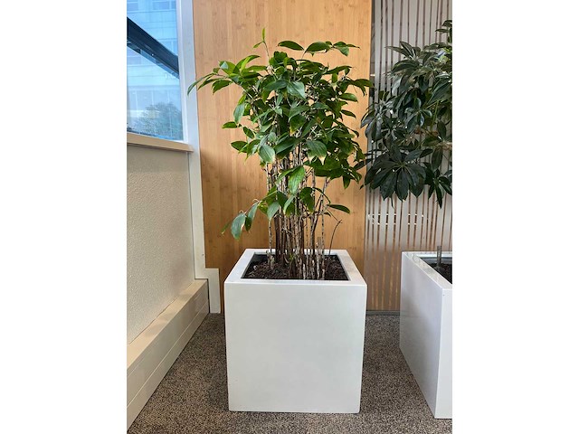 3x hydrocultuurplant in kunststof pot - afbeelding 5 van  9