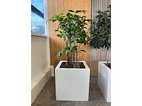 3x hydrocultuurplant in kunststof pot - afbeelding 5 van  9