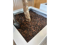 3x hydrocultuurplant in kunststof pot - afbeelding 6 van  9