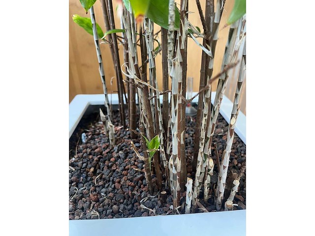 3x hydrocultuurplant in kunststof pot - afbeelding 8 van  9