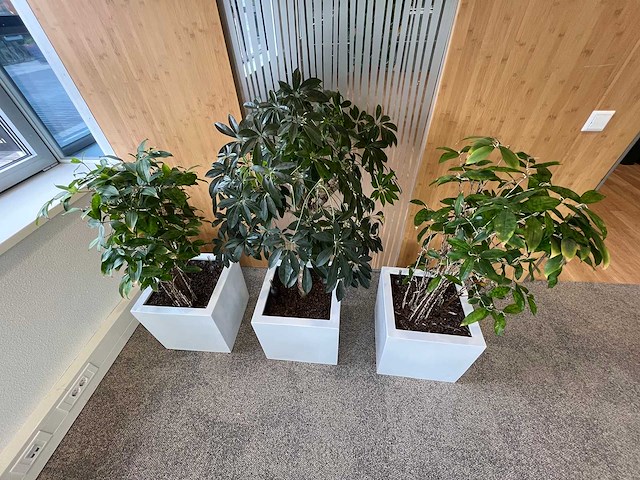 3x hydrocultuurplant in kunststof pot - afbeelding 9 van  9