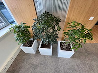 3x hydrocultuurplant in kunststof pot - afbeelding 9 van  9