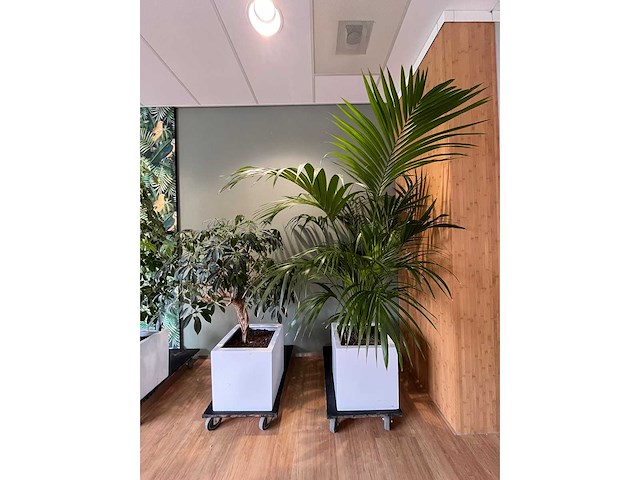 3x hydrocultuurplant in kunststof pot - afbeelding 4 van  11