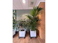 3x hydrocultuurplant in kunststof pot - afbeelding 4 van  11