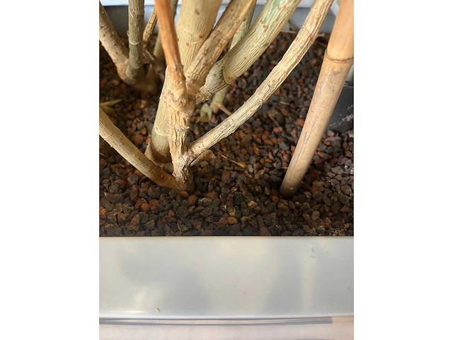 3x hydrocultuurplant in kunststof pot - afbeelding 6 van  11