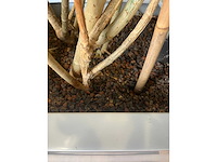 3x hydrocultuurplant in kunststof pot - afbeelding 6 van  11