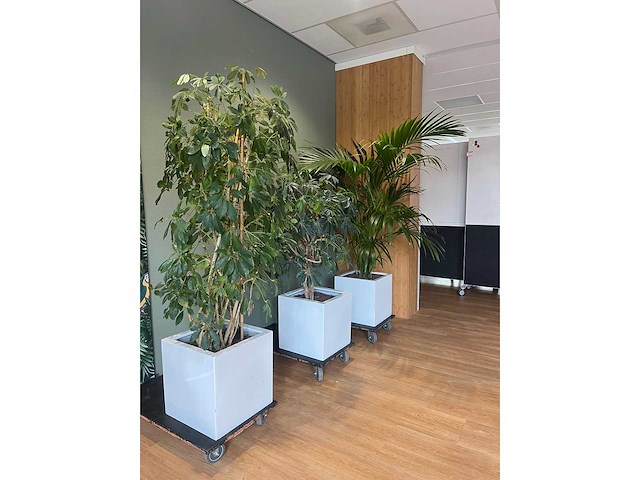 3x hydrocultuurplant in kunststof pot - afbeelding 9 van  11