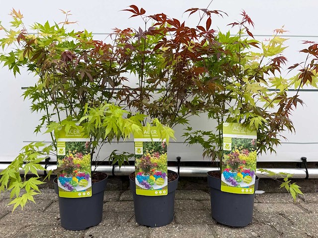 3x japanse esdoorn festival - acer festival - hoogte ca. 50 cm - afbeelding 1 van  2