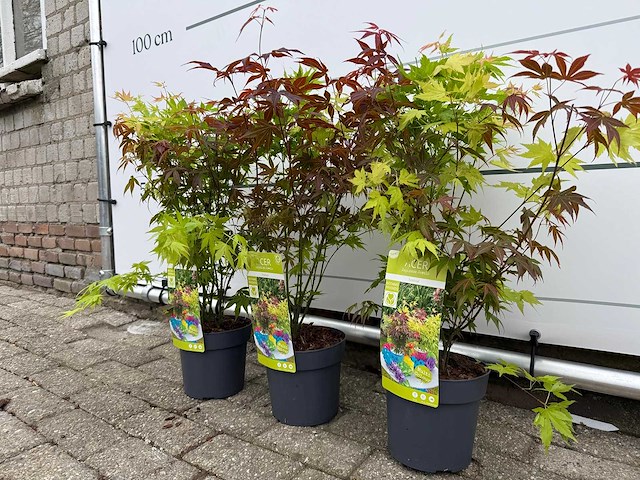 3x japanse esdoorn festival - acer festival - hoogte ca. 50 cm - afbeelding 1 van  1