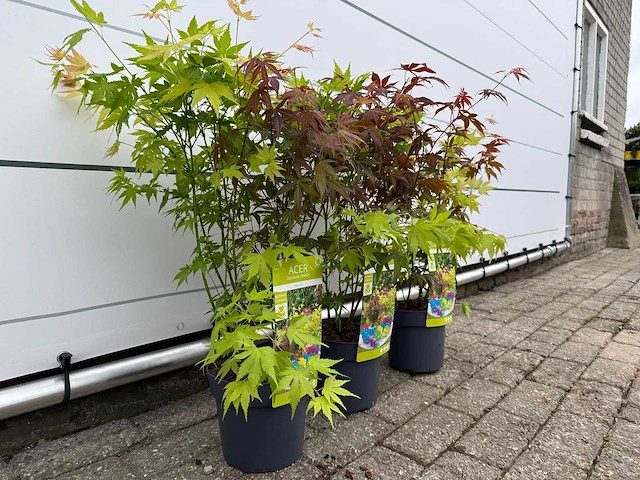 3x japanse esdoorn festival struik - acer festival - hoogte ca. 50 cm - afbeelding 3 van  3