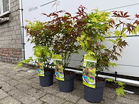 3x japanse esdoorn festival struik - acer festival - hoogte ca. 50 cm - afbeelding 2 van  3