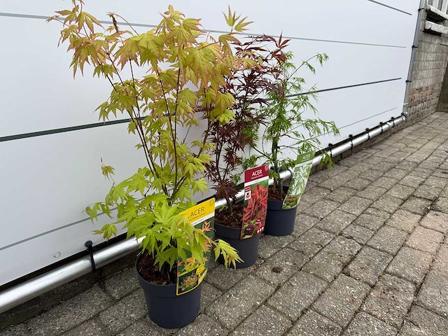 3x japanse esdoorn mix - acer mix - hoogte ca. 50 cm - afbeelding 2 van  2