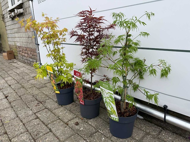 3x japanse esdoorn mix - acer mix - hoogte ca. 50 cm - afbeelding 2 van  3