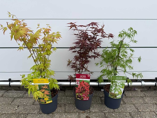3x japanse esdoorn mix struik mix - acer mix - hoogte ca. 50 cm - afbeelding 1 van  2