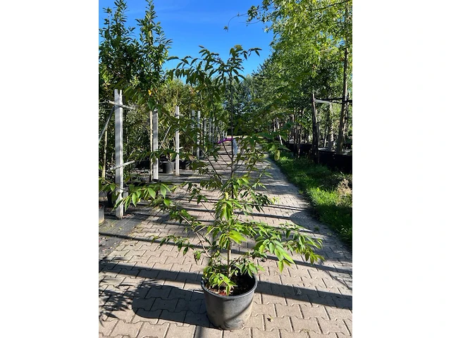3x japanse haagbeuk, carpinus japonica, sierheester, ca 200 cm hoog - afbeelding 1 van  3
